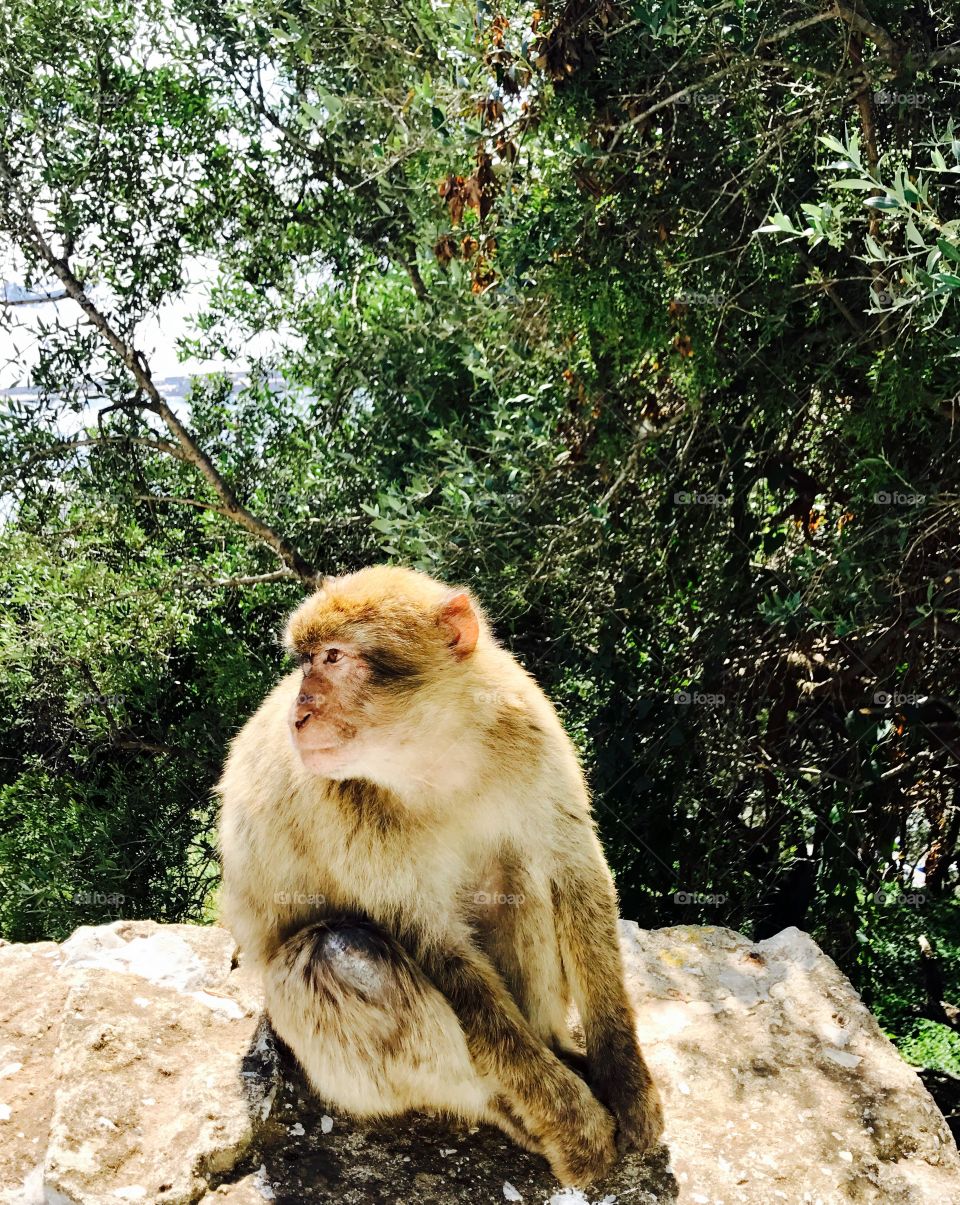 Gibraltar macaques nature Reserve 