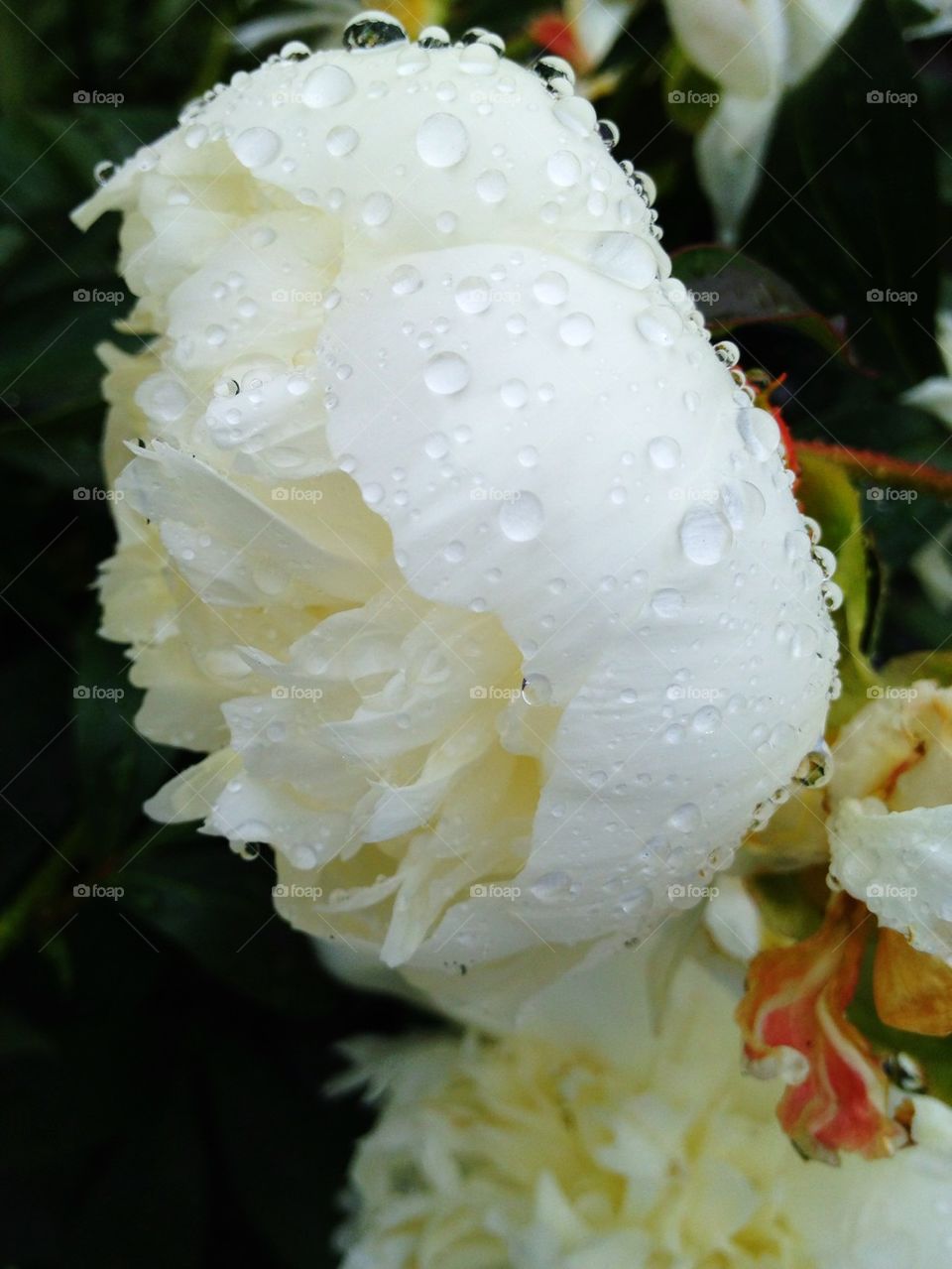 Wet white peony flower