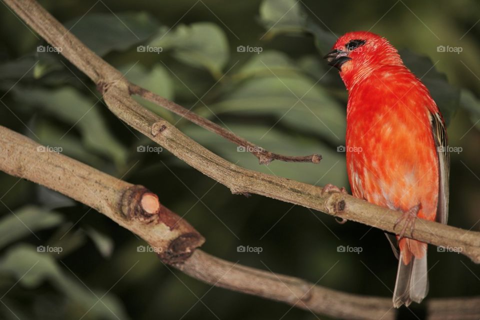 Red Fody perching on tree branch