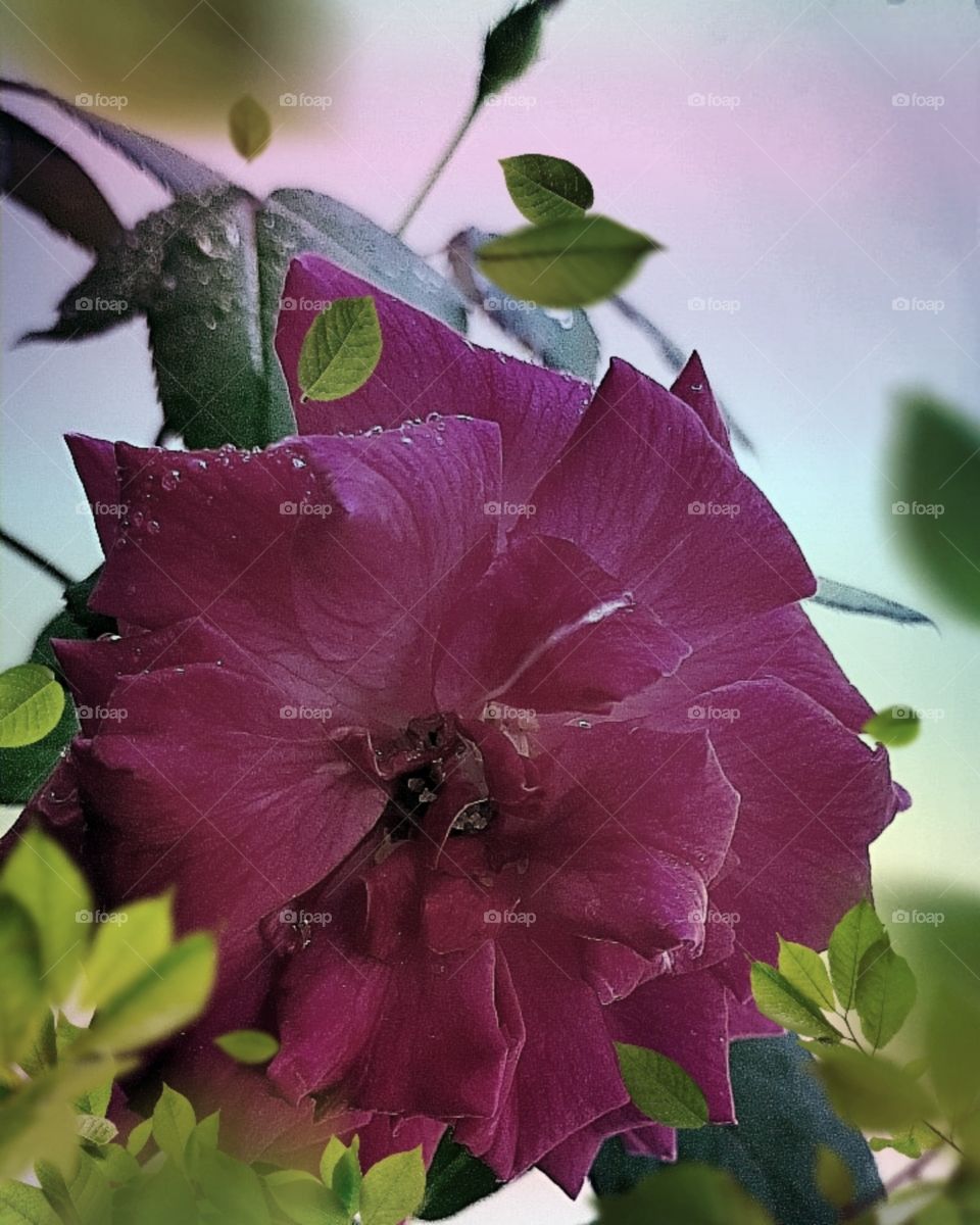 Beautiful Flower Rose