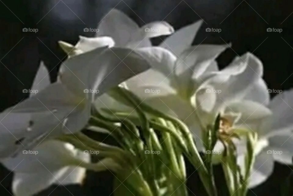 most beautiful and attractive flowers in the garden.