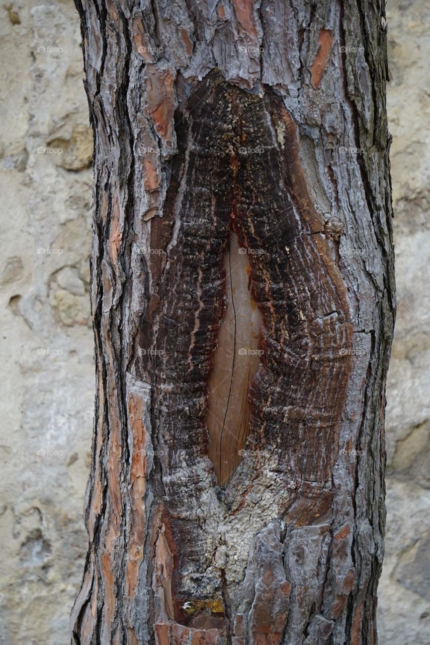 beautiful natural shape on the tree