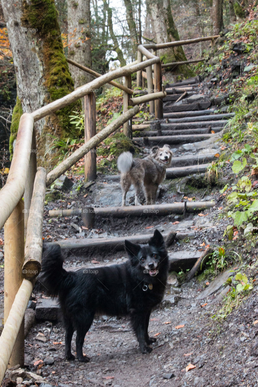 Dogs on a hike 