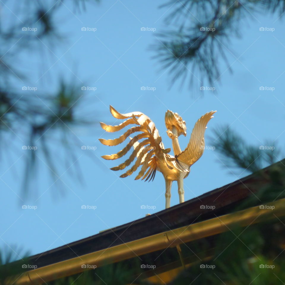 over the golden temple in Kyoto