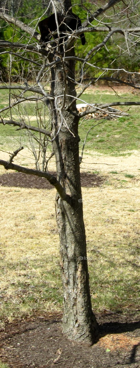 Tree, Nature, Wood, Trunk, Bark