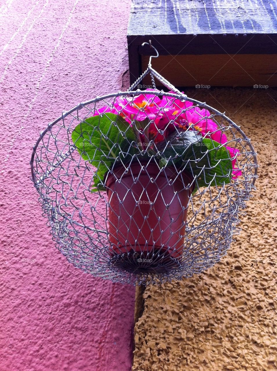 Hanging Flowers