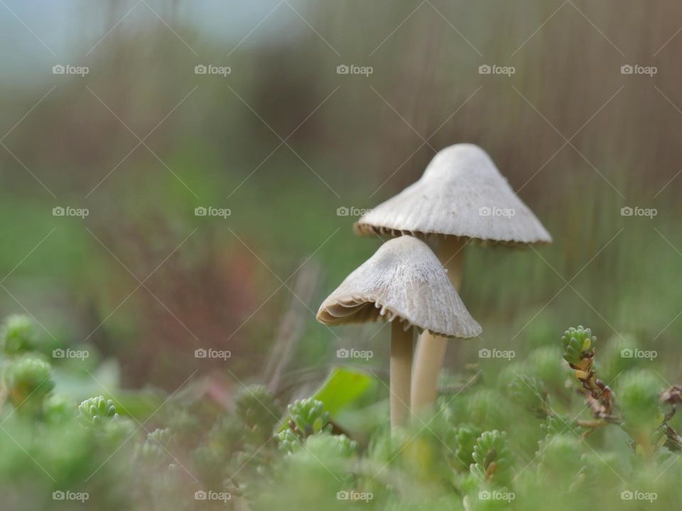 Two mushrooms