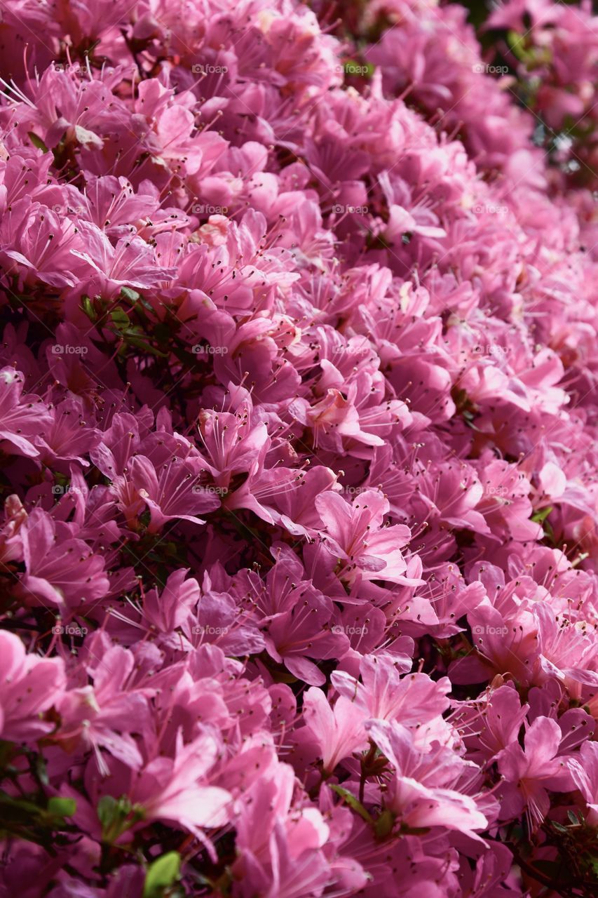Photo of pink flowers 