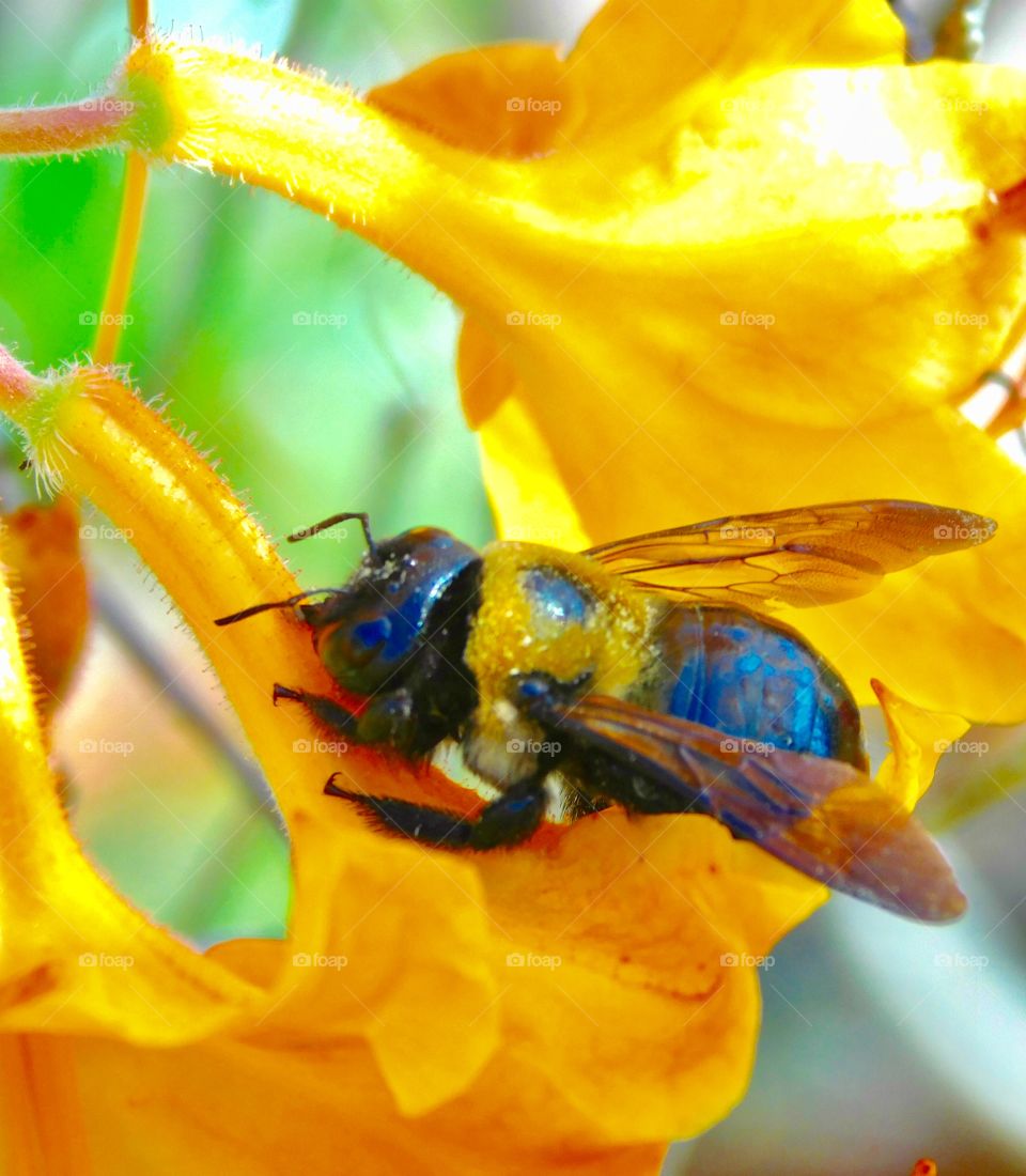 A Bumblebee at work