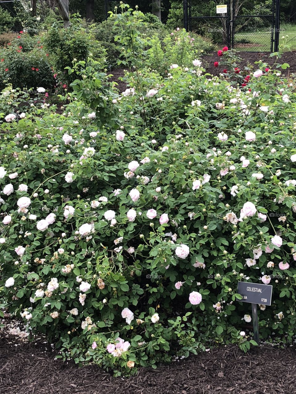 A blossoming bush of Celestial Roses. Picture taken at the rose garden in Colonial Park in Somerset, NJ. 