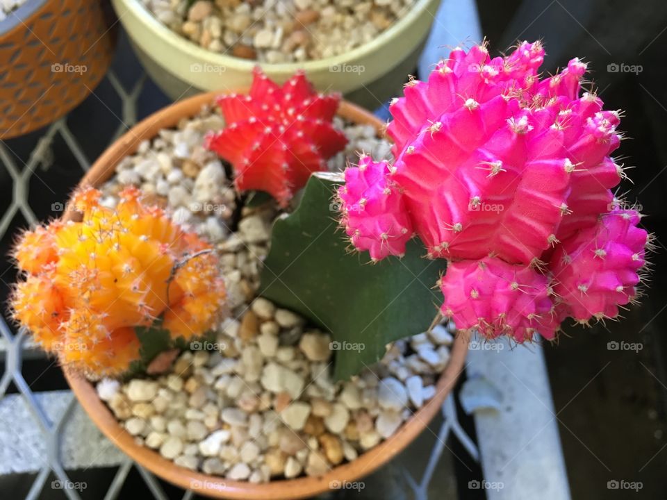 Assorted cacti