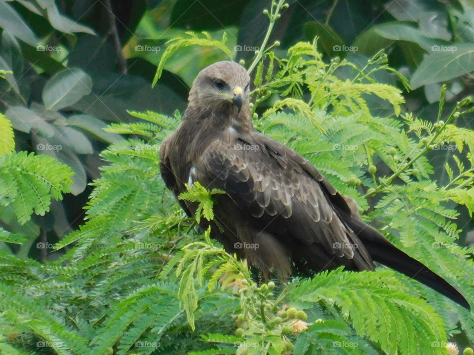 Kite, Eagle Bird looking and standing on top of tree.