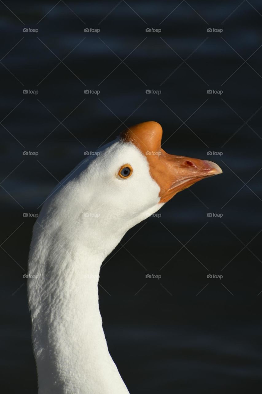goose