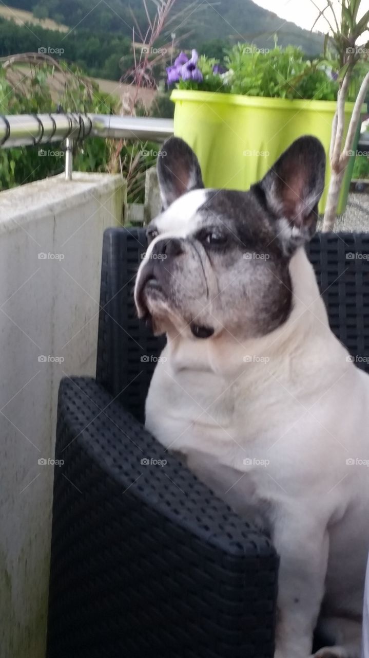 Who is the boss here? Our French bully Spike, of course...