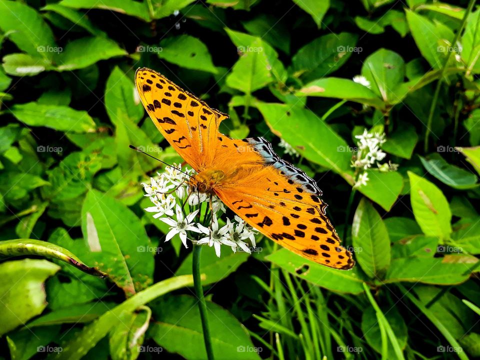 Butterfly perching on tiny flowers