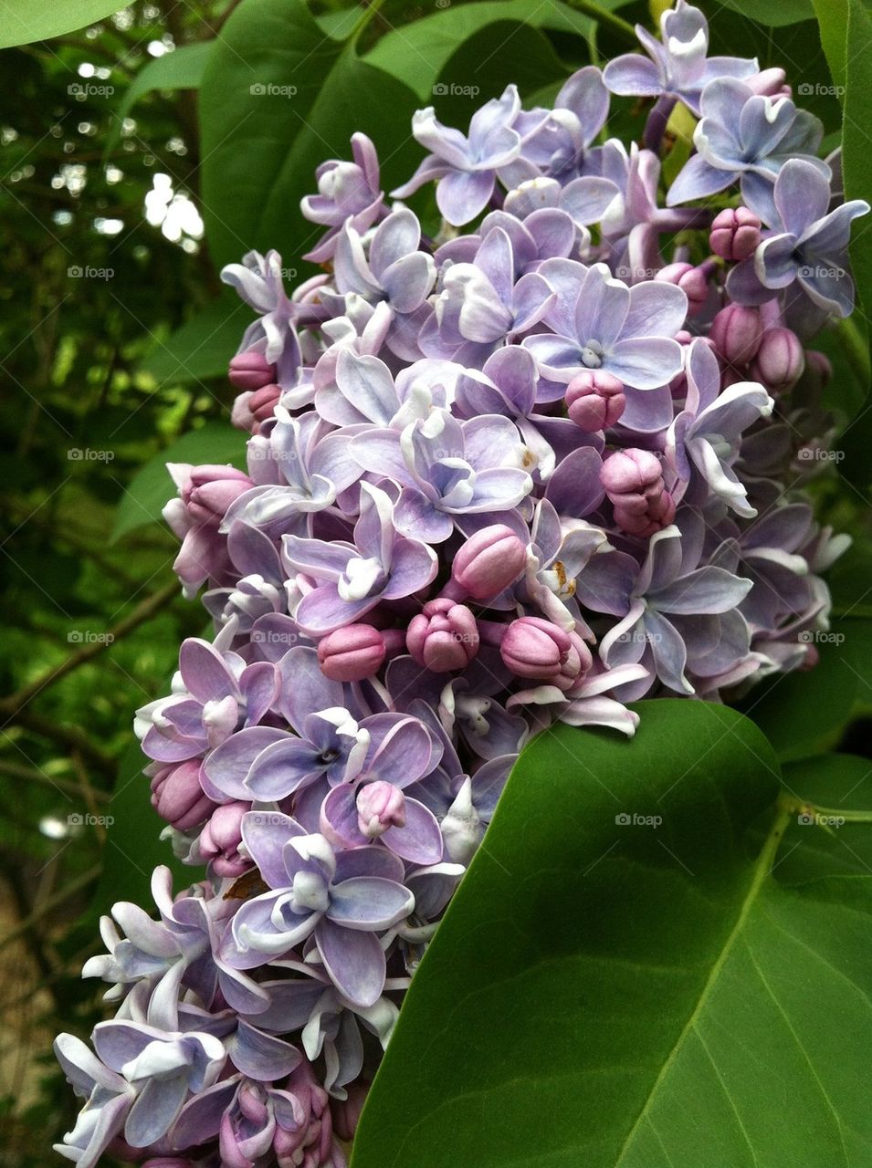 Purple lilacs 