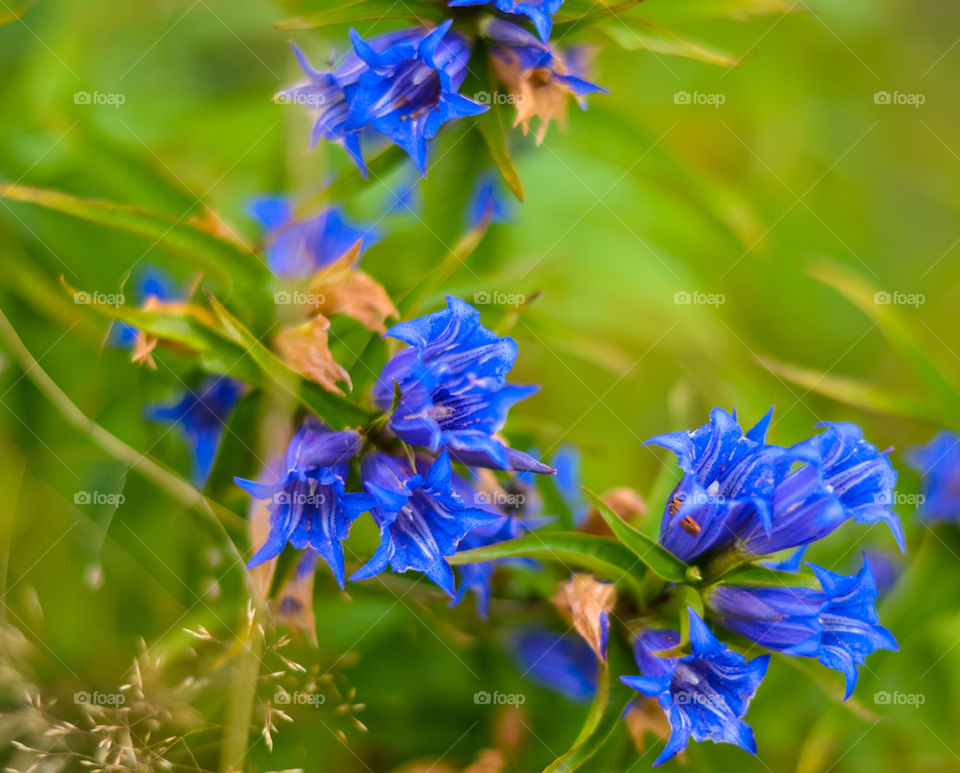 Close-up of blue flower