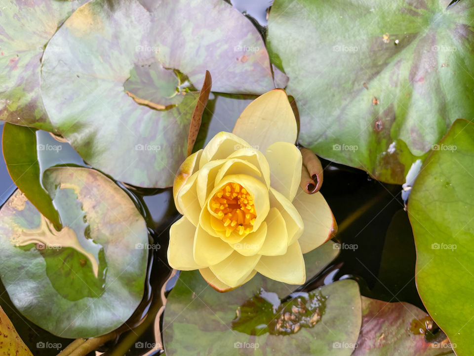 Water lily on a garden pond, top view.