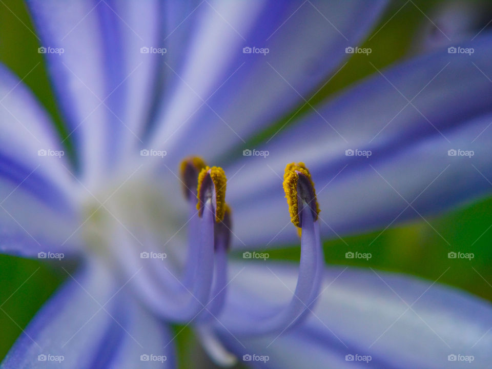 pollen on a purple flower close up