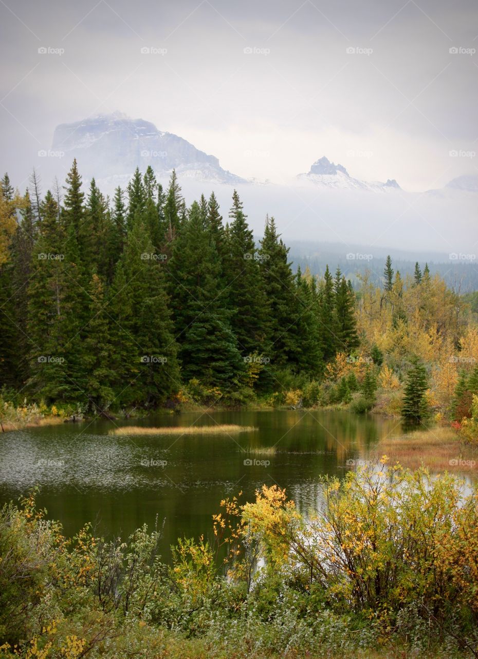 Looking out over a pond on a foggy day near Waterton National Park, Alberta