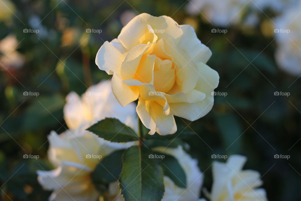 Sunshine on the rose