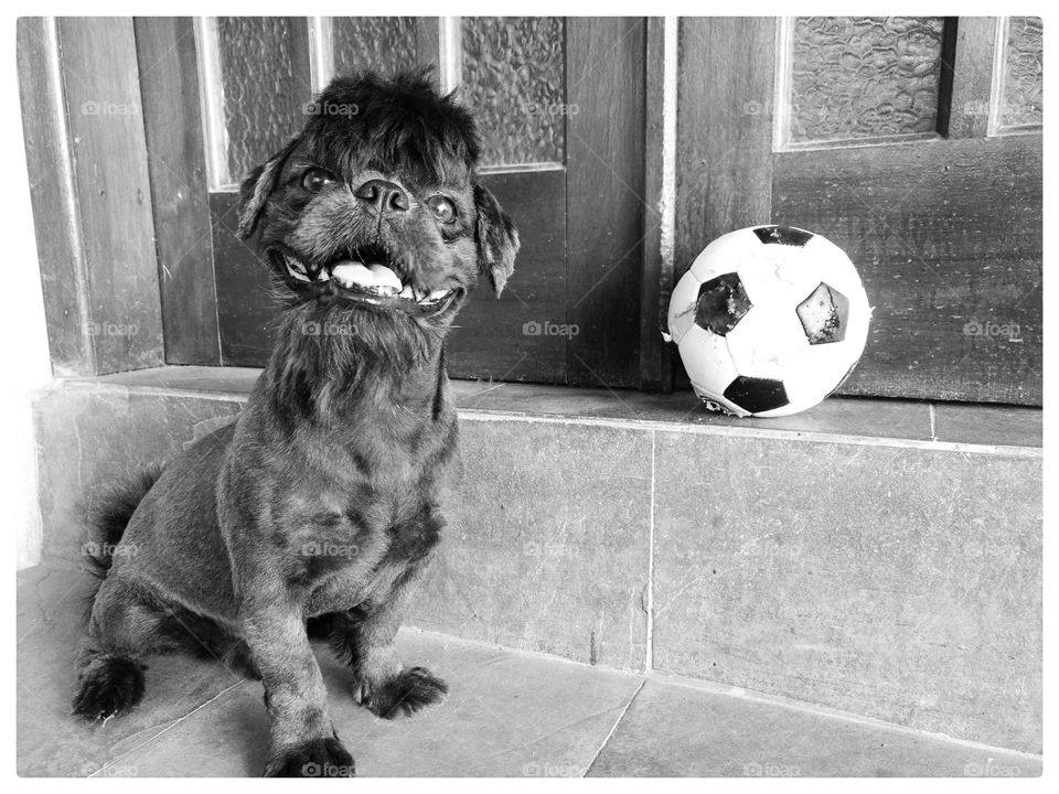 My pet and the soccer ball