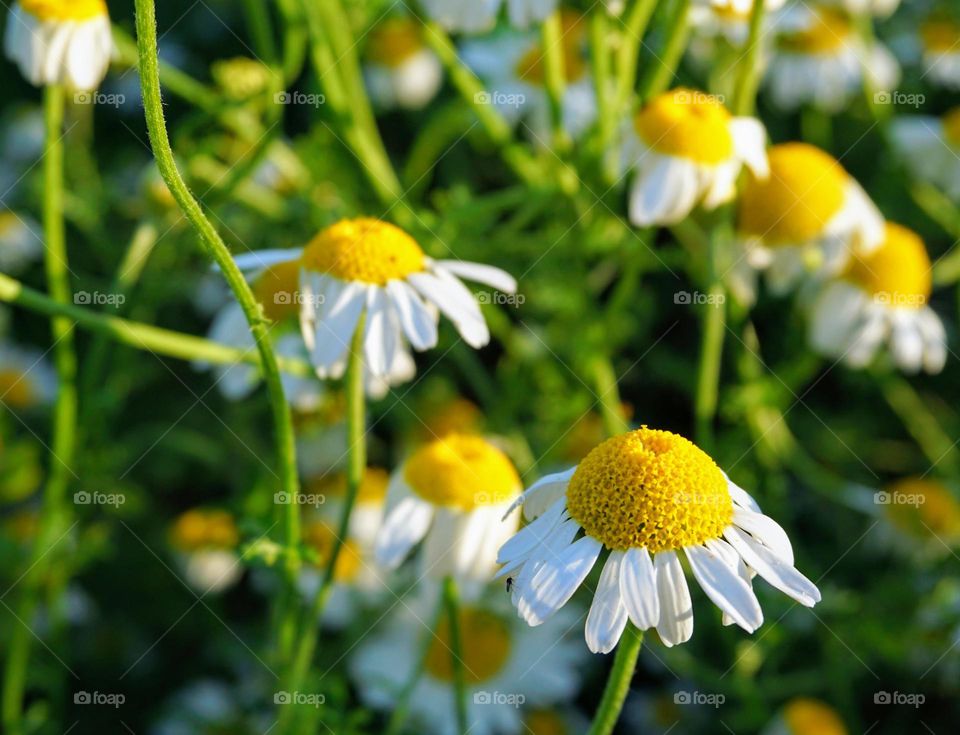 Beautiful daisies reaching up to the sunshine 