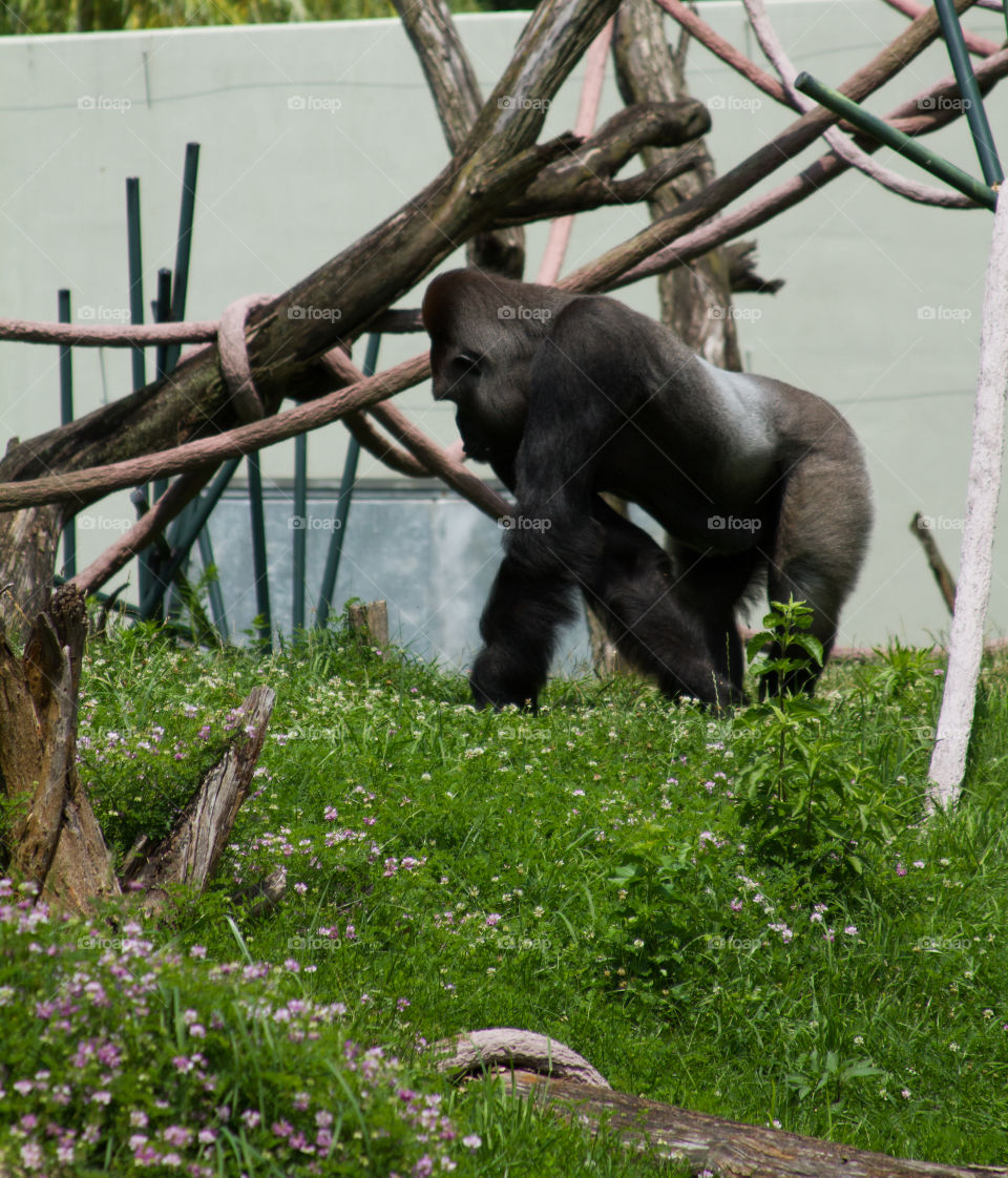 male gorilla. a silverback gorilla