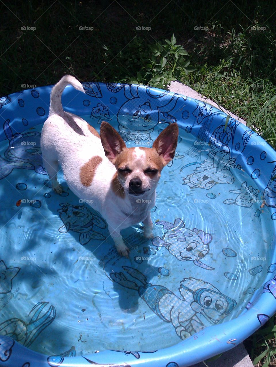 swimming dog