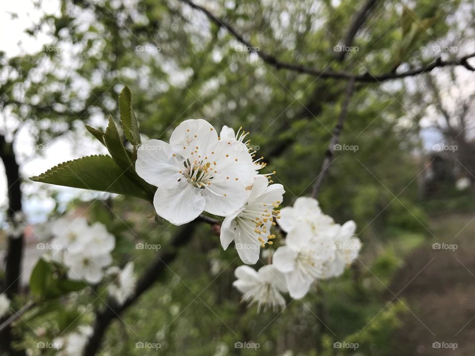 White blooms