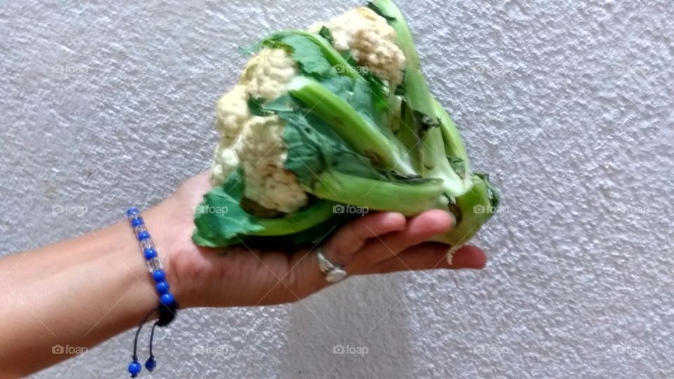 Holding Cabbage