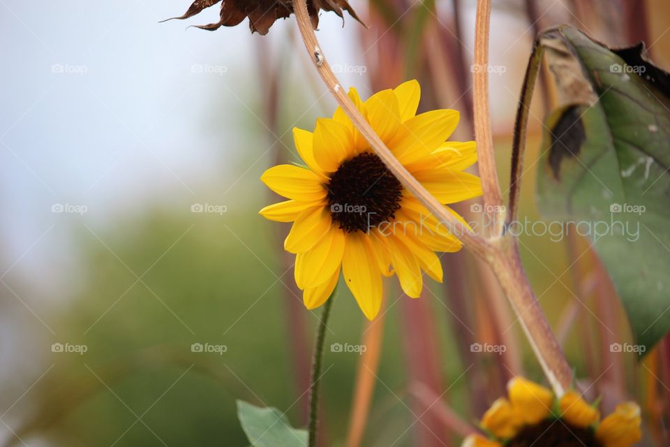 Sunflower 