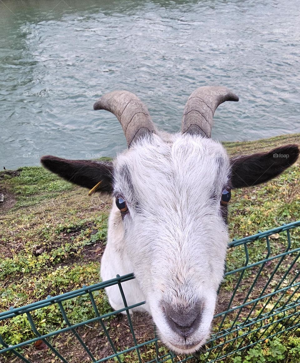 la chèvre 🐐 d'ornans