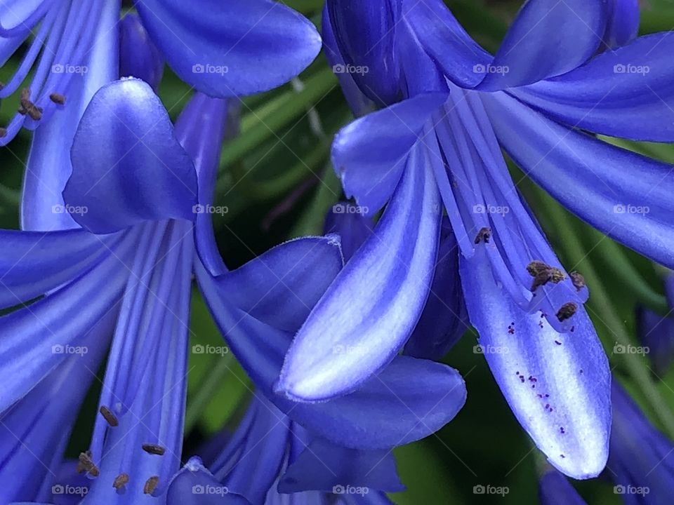 Bright blue flowers