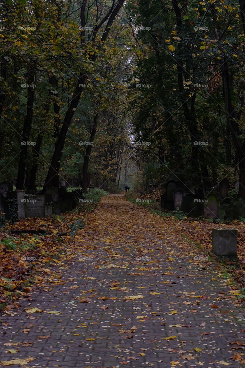 cemetery walk