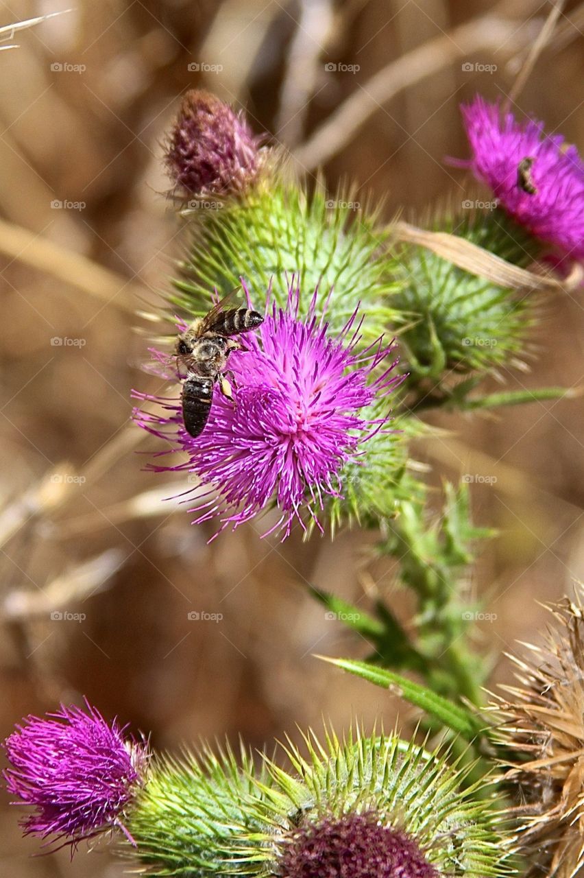 Flower and Bees