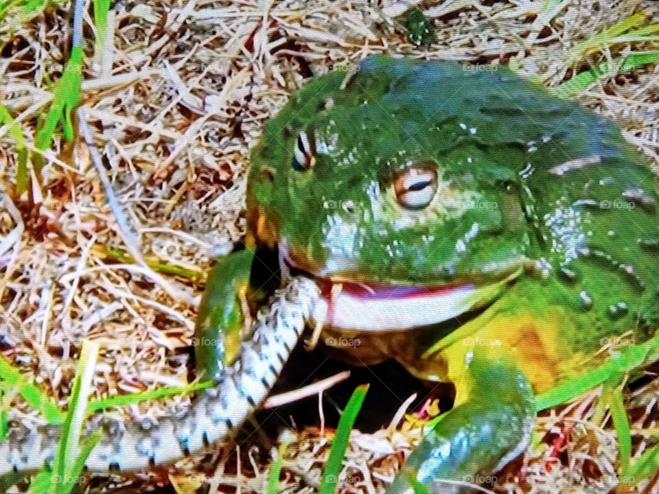 a frog attacks a snake