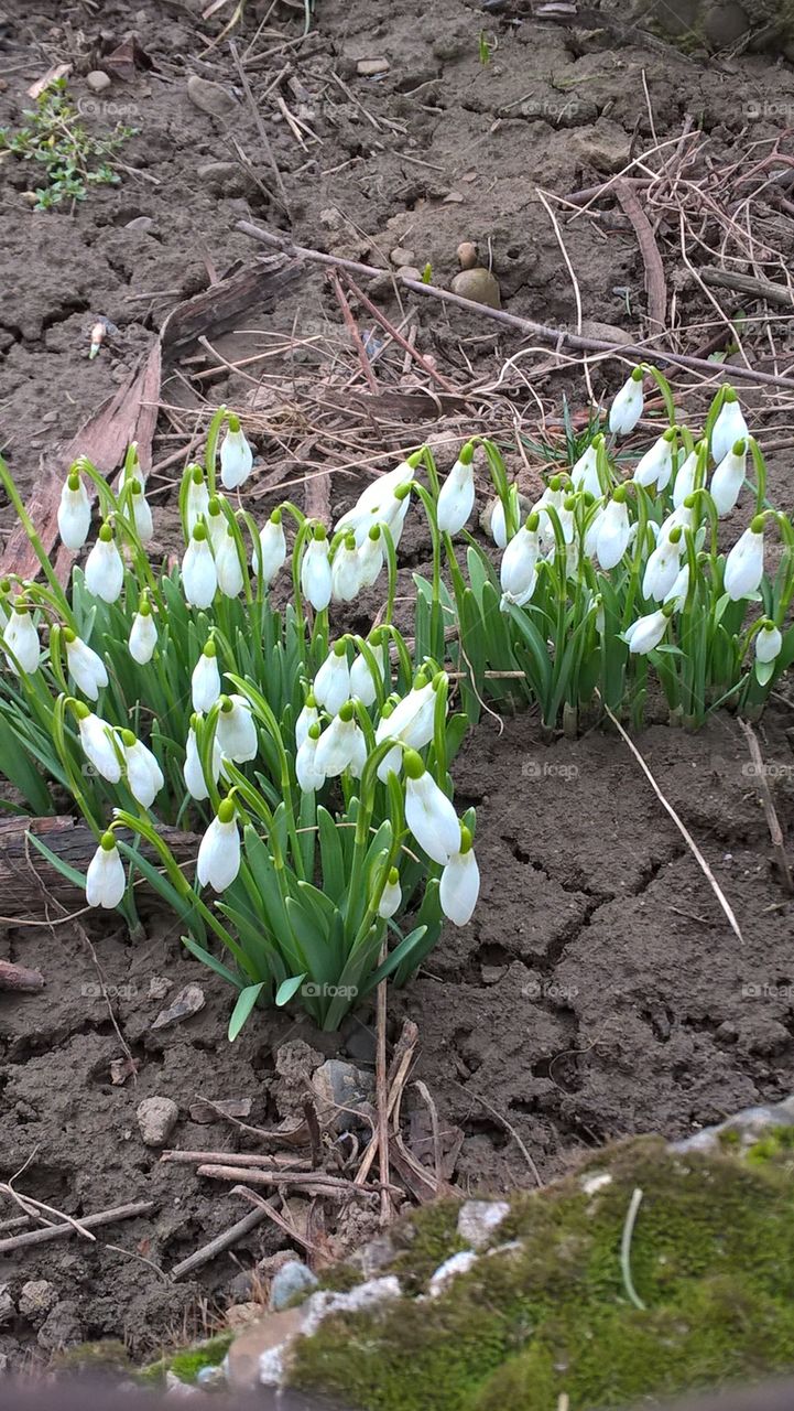 snowdrops