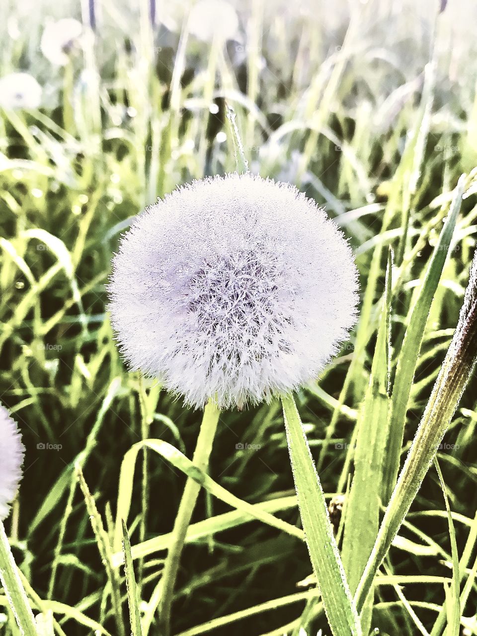 Pusteblume 