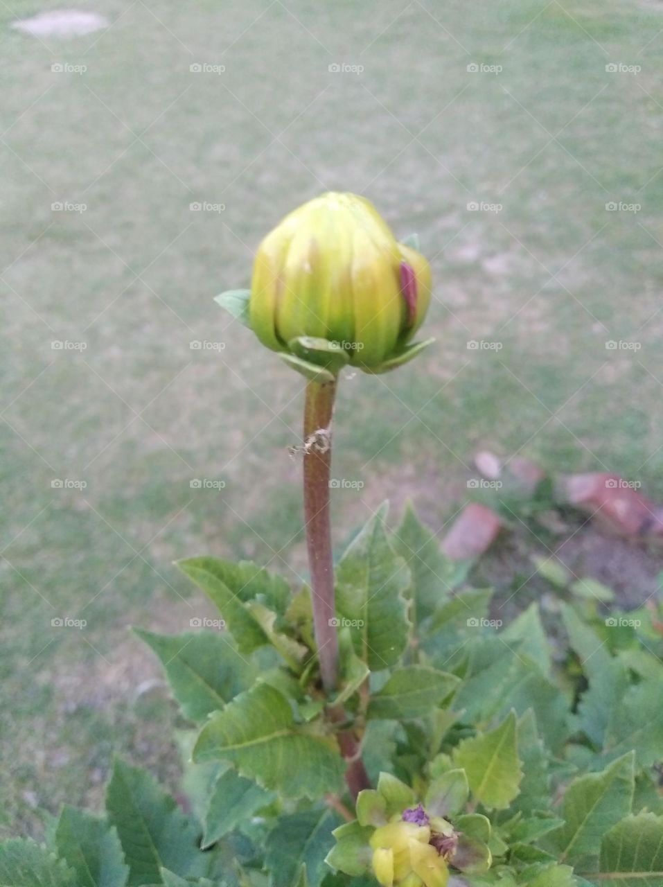 yellow flower buds small size shurb looks very beautiful generally found everywhere