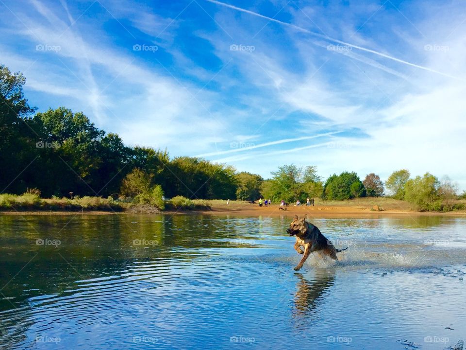 Dog running through the water. Lake.