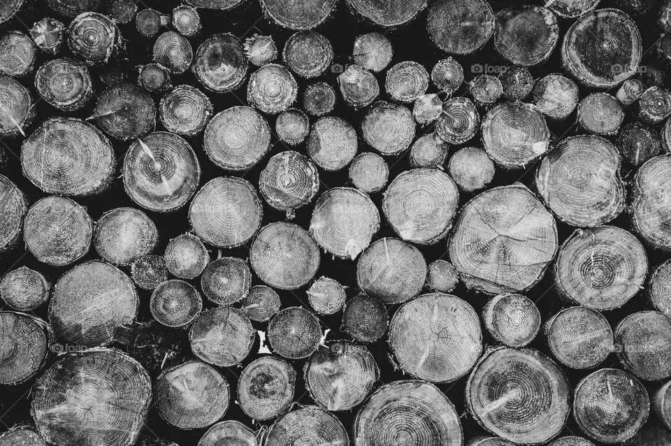 Tree logs