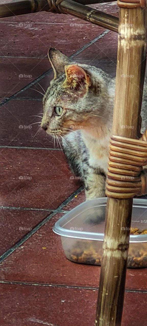 Caribbean cat