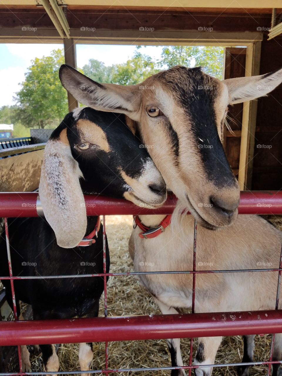 goat bffs