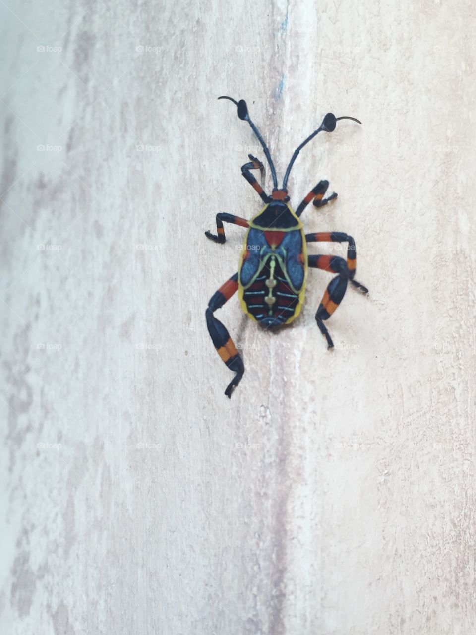 Guatemalan Bug