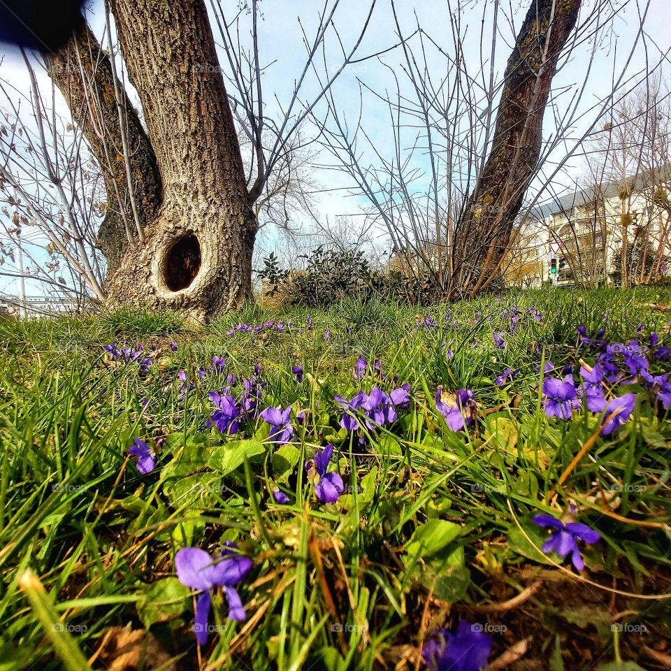 spring bloom