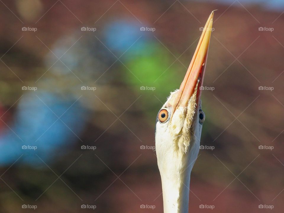 Close-up of a Heron head shot from low angle