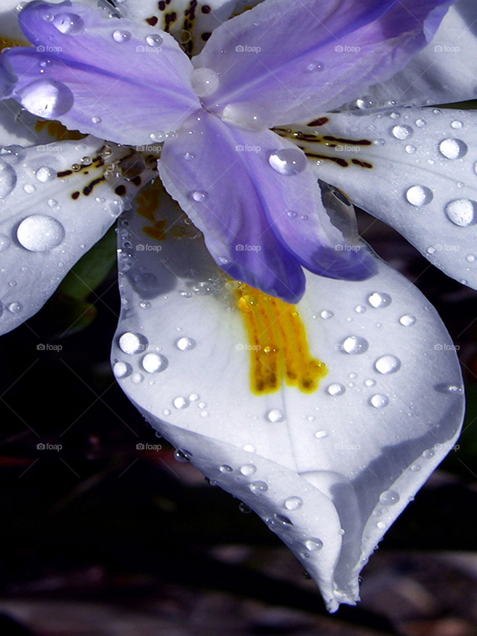 flowers macro photography rain by probie15