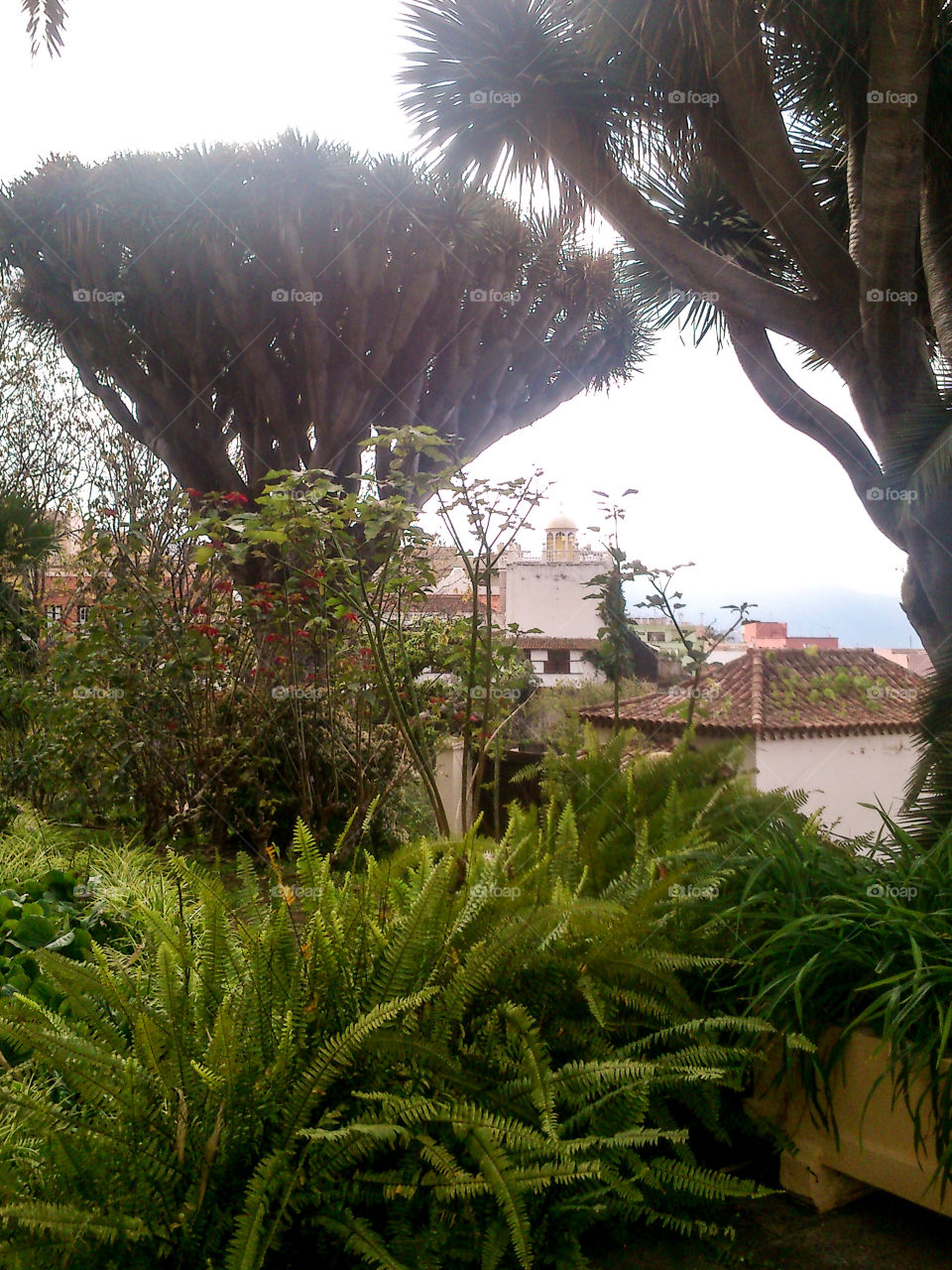 Cute street in La Orotava