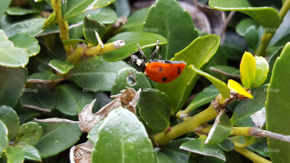 ladybug